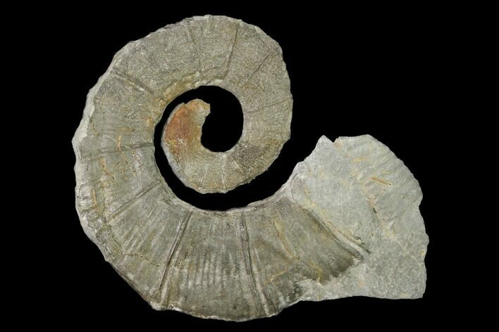 Cretaceous Ammonite (Crioceratites) Fossil - France #153149